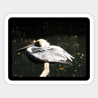 Exotic Bird, Bronx Zoo, Bronx, New York City Sticker